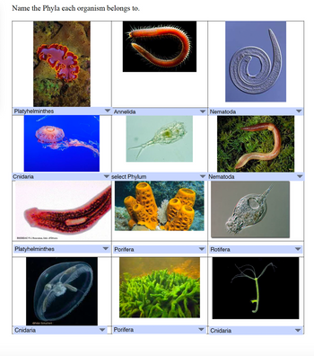 Name the Phyla each organism belongs to.
Platyhelminthes
Annelida
Nematoda
Cnidaria
select Phylum
Nematoda
BIODIDACJ. Houseman, Univ. d'Ottawa
Platyhelminthes
Cnidaria
Porifera
Rotifera
Peter Schuchert
Porifera
Cnidaria