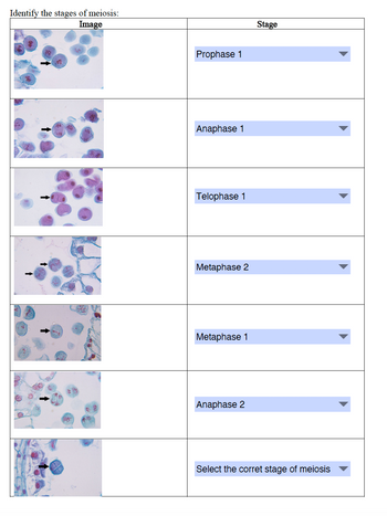 Identify the stages of meiosis:
Image
Prophase 1
Anaphase 1
Telophase 1
Metaphase 2
Metaphase 1
Anaphase 2
Stage
Select the corret stage of meiosis