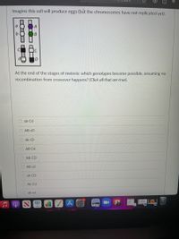 Imagine this cell will produce eggs (but the chromosomes have not replicated yet).
b
At the end of the stages of meiosis: which genotypes become possible, assuming no
recombination from crossover happens? (Click all that are true).
ab Cd
AB cD
ab cD
АВ Cd
АВ CD
O AB cd
O ab CD
O Ab Cd
ab cd
