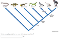 Hagfish
Perch
Salamander
Lizard
Pigeon
Mouse
Chimp
Feathers
Fur;
mammary
glands
Claws or
nails
Lungs
Jaws
O Morton Publishing Company
Which group (species) has the most derived characteristics?
