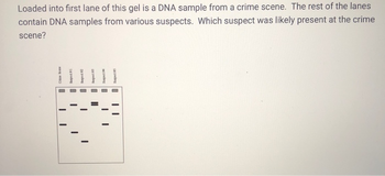 Loaded into first lane of this gel is a DNA sample from a crime scene. The rest of the lanes
contain DNA samples from various suspects. Which suspect was likely present at the crime
scene?
Spec
1
Dad
1
Spect
Hilang
I
Spect
11