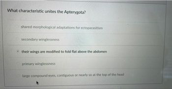 What characteristic unites the Apterygota?
shared morphological adaptations for ectoparasitism
secondary winglessness
their wings are modified to fold flat above the abdomen
primary winglessness
large compound eyes, contiguous or nearly so at the top of the head