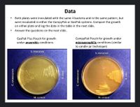 **Data**

- Both plates were inoculated with the same 4 bacteria and in the same pattern, but were incubated in either the CampyPak or GasPak systems. Compare the growth on either plate and log the data in the table in the next slide.
- Answer the questions on the next slide.

### GasPak Plus Pouch for growth under anaerobic conditions

*Image Description*: 
The image shows a petri dish with four different bacteria inoculated in specific positions. The bacteria are labeled as follows: 
- Top: *S. pyogenes*
- Right: *E. coli*
- Bottom: *M. luteus*
- Left: *C. sporogenes*

The petri dish is used under anaerobic conditions provided by the GasPak Plus system. The growth patterns of these bacteria will be evaluated in the next slide.

### CampyPak Pouch for growth under microaerophilic conditions (similar to candle jar technique)

*Image Description*:
This image shows a similar petri dish with the same four bacteria inoculated in the same positions, but this time incubated under microaerophilic conditions provided by the CampyPak system. The bacteria are labeled as follows:
- Top: *S. pyogenes*
- Right: *E. coli*
- Bottom: *M. luteus*
- Left: *C. sporogenes*

The growth patterns of these bacteria will be evaluated in the next slide.