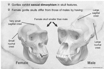 Answered: Briefly describe how these skulls are… | bartleby