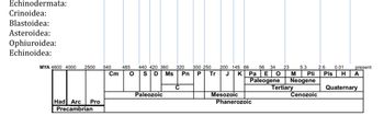 Echinodermata:
Crinoidea:
Blastoidea:
Asteroidea:
Ophiuroidea:
Echinoidea:
MYA 4600 4000 2500 540
485
Cm O
Had Arc Pro
Precambrian
440 420 360 320 300 250 200 145 66 56 34 23 5.3 2.6 0.01
D Ms Pn P Tr J K Pa E O M Pli
Paleogene Neogene
Pls ΗΤΑ
Cenozoic
S8
Paleozoic
C
Mesozoic
Phanerozoic
Tertiary
present
Quaternary