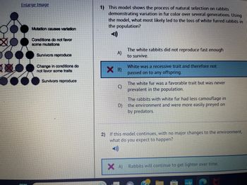 Enlarge Image
100
Mutation causes variation
Conditions do not favor
some mutations
Survivors reproduce
Change in conditions do
not favor some traits
Survivors reproduce
1) This model shows the process of natural selection on rabbits
demonstrating variation in fur color over several generations. Using
the model, what most likely led to the loss of white furred rabbits in
the population?
A)
XB)
C)
The white rabbits did not reproduce fast enough
to survive.
White was a recessive trait and therefore not
passed on to any offspring.
The white fur was a favorable trait but was never
prevalent in the population.
The rabbits with white fur had less camouflage in
D) the environment and were more easily preyed on
by predators.
2) If this model continues, with no major changes to the environment,
what do you expect to happen?
XA) Rabbits will continue to get lighter over time.