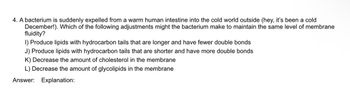 4. A bacterium is suddenly expelled from a warm human intestine into the cold world outside (hey, it's been a cold
December!). Which of the following adjustments might the bacterium make to maintain the same level of membrane
fluidity?
1) Produce lipids with hydrocarbon tails that are longer and have fewer double bonds
J) Produce lipids with hydrocarbon tails that are shorter and have more double bonds
K) Decrease the amount of cholesterol in the membrane
L) Decrease the amount of glycolipids in the membrane
Answer: Explanation: