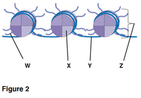 W
Y
Figure 2
