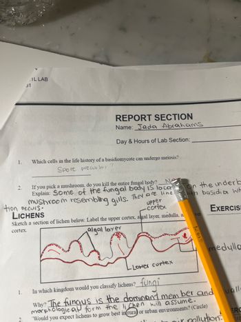 1.
2.
31
1.
1L LAB
REPORT SECTION
Name: Jada Abrahams
Day & Hours of Lab Section:
Which cells in the life history of a basidiomycote can undergo meiosis?
Spore precursor
Ne
If you pick a mushroom, do you kill the entire fungal body?
Explain: Some of the fungal body is loca
mushroom resembling gills. They are line
upper
-cortex
tion occurs.
LICHENS
Sketch a section of lichen below. Label the upper cortex, algal layer, medulla, a.
cortex.
algal layer
on the underk
ith basidia Wh
EXERCISE
In which kingdom would you classify lichens?
ver
medulla
L Lower cortex
2 fungi
Why? The fungus is the dominant member and all.
Would you expect lichens to grow best in rural or urban environments? (Circle)
ir mollution:
ERC
re