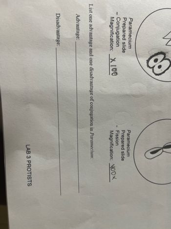 Mis
Paramecium
Prepared slide
Conjugation
Magnification: X 100
List one advantage and one disadvantage of conjugation in Paramecium:
Advantage:
Paramecium
Prepared slide
Fission
Magnification: 40DX
Disadvantage:
LAB 3 PROTISTS