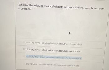 Which of the following accurately depicts the neural pathway taken in the sense
of olfaction?
olfactory nerves-olfactory bulb-olfactory tract-temporal lobe
olfactory nerves-olfactory tract-olfactory bulb-parietal lobe
Oolfactory tract-olfactory nerves-olfactory bulb-temporal lobe
Oolfactory tract-olfactory bulb-olfactory nerves-parietal lobe
