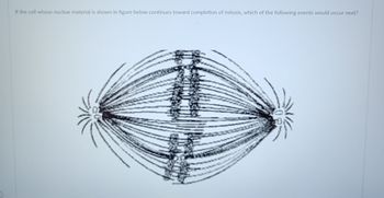 If the cell whose nuclear material is shown in figure below continues toward completion of mitosis, which of the following events would occur next?