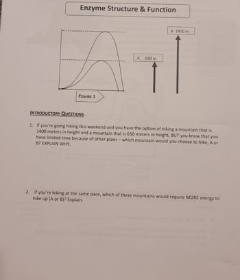 Enzyme Structure & Function
INTRODUCTORY QUESTIONS
FIGURE 1
AGES
mistill
A.
650 m
1. If you're going hiking this weekend and you have the option of hiking a mountain that is
1400 meters in height and a mountain that is 650 meters in height, BUT you know that you
have limited time because of other plans - which mountain would you choose to hike, A or
B? EXPLAIN WHY.
B. 1400 m
2. If you're hiking at the same pace, which of these mountains would require MORE energy to
hike up (A or B)? Explain.