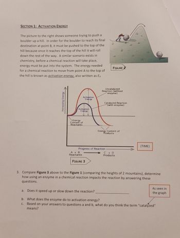 SECTION 1: ACTIVATION ENERGY
The picture to the right shows someone trying to push a
boulder up a hill. In order for the boulder to reach its final
destination at point B, it must be pushed to the top of the
hill because once it reaches the top of the hill it will roll
down the rest of the way. A similar scenario exists in
chemistry, before a chemical reaction will take place,
energy must be put into the system. The energy needed
for a chemical reaction to move from point A to the top of
the hill is known as activation energy, also written as Ea.
Increasing Energy.
Activation
Energy
Activation
Energy
Energy
Content of
Reactants
A + B
Reactants
FIGURE 3
J
Progress of Reaction.
t
$
Uncatalyzed
Reaction (without
enzyme)
Energy Content of
Products
V
FIGURE 2
Catalyzed Reaction
(with enzyme)
C + D
Products
A
م
اسکار
(TIME)
3. Compare Figure 3 above to the Figure 1 (comparing the heights of 2 mountains), determine
how using an enzyme in a chemical reaction impacts the reaction by answering these
questions.
As seen in
the graph
a. Does it speed up or slow down the reaction?
b. What does the enzyme do to activation energy?
c. Based on your answers to questions a and b, what do you think the term "catalyzed"
means?