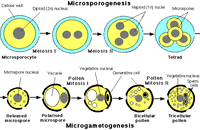 Microsporogenesis,
Callose wall
Diploid (2n) nucleus
Haploid (1n) nuclei
Microspores
Meiosis I
Meiosis ir
Microsporocyte
Tetrad
Vegetative nucleus
Microspore nucleus
Vacuole
Generative cell
Yegetative nucleus
Pollen
Mitosis I
Pollen
Mitosis II
Sperm
'cells
Released
Polarised
Bicellular
Tricellular
microspore
microspore
pollen
pollen
Microgametogenesis
