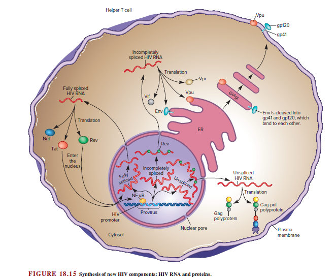 Answered: Helper T cell Vpu gp120 др41… | bartleby