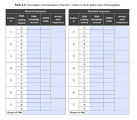 Table 8.2: Transcription and translation of the first 7 codons in the B-globin chain of hemoglobin.
Normal Sequence
Mutated Sequence
DNA
DNA
amino
acid
DNA
DNA
amino
Codon
MRNA
Codon
MRNA
coding template
strand
coding template
strand
strand
acid
code
code
strand
sequence
sequence
G
1
1
G
G
C
2
A
2
A
3
G
G
A
A
4
4
C
G
A
G
G
G
G
7
A
7
A
G
G
Shape of RBC
Shape of RBC
23
3.
