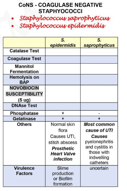 staphylococcus aureus catalase test