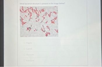 What bacterial structure is present in the image below?
Flagella
Capsule
-L
Glycocalyx
Endospore
y