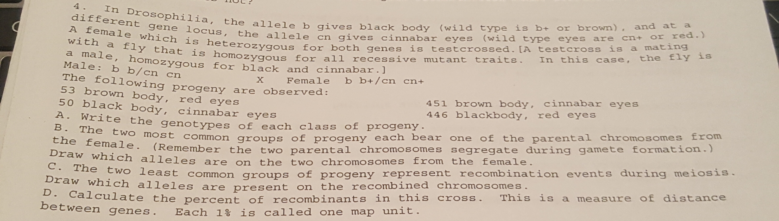 4. In Drosophilia, the allele b gives black body (wild type is b+ or brown), and at a
different gene locus, the allele cn gives cinnabar eyes (wild type eyes are cn+ or red.)
A female which is heterozygous for both genes is testcrossed. [A testcross is a mating
ma ly that is homozvgous for all recessive mutant traits.
a male, homozygous for black and cinnabar.J
Male: b b/cn cn
In this case, the fly is
Female b b+/cn cn+
The following progeny are observed:
53 brown body, red eyes
50 black body, cinnabar eyes
A. Write the genotypes of each class of progeny.
451 brown body, cinnabar eyes
446 blackbody, red eyes
the fomawo most common groups of progeny each bear one of the parental chromosomes from
Lemale. (Remember the two parental chromosomes segregate during gamete formation.)
on the two chromosomes from the female.
prane two least common groups of progeny represent recombination events during meiosis.
Draw which alleles are present on the recombined chromosomes.
D. Calculate the percent of recombinants in this cross.
between genes.
Draw which alleles are
This is a measure of distance
Each 1% is called one map unit.
