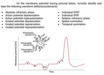 On the membrane potential tracing pictured below, correctly identify and
label the following waveform deflections/elements:
Absolute refractory phase
Individual EPSP
• Individual IPSP
•
•
Action potential depolarization
•
Action potential hyperpolarization
•
Relative refractory phase
•
Graded potential depolarization
Graded potential repolarization
•
Spatial summation
•
Temporal summation
.
Graded potential hyperpolarization
Presynaptic
neuron A
Membrane potential (mV)
Presynaptic
neuron B
Presynaptic
neuron C
B.
B+C
Time