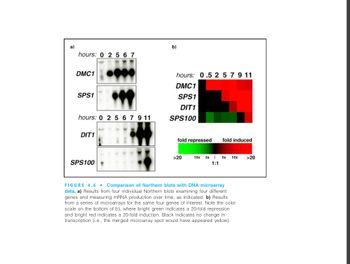 a)
hours: 0 2 567
DMC1
SPS1
hours: 0 2 5 6 7 9 11
DIT1
SPS100
b)
hours: 0.5 2 5 7 9 11
DMC1
SPS1
DIT1
SPS100
fold repressed
>20
fold induced
10x 3x | 3x 10x
1:1
FIGURE 4.6. Comparison of Northern blots with DNA microarray
data. a) Results from four individual Northern blots examining four different
genes and measuring mRNA production over time, as indicated. b) Results
from a series of microarrays for the same four genes of interest. Note the color
scale on the bottom of b), where bright green indicates a 20-fold repression
and bright red indicates a 20-fold induction. Black indicates no change in
transcription (i.e., the merged microarray spot would have appeared yellow).
>20