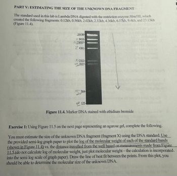 PART V: ESTIMATING THE SIZE OF THE UNKNOWN DNA FRAGMENT
The standard used in this lab is Lambda DNA digested with the restriction enzyme Hind III, which
created the following fragments: 0.12kb, 0.56kb, 2.02kb, 2.32kb, 4.36kb, 6.57kb, 9.4kb, and 23.13kb
(Figure 11.4).
23130-
9416-
1-36557-
24361-
32322-
2027
564-
56
125-
Figure 11.4. Marker DNA stained with ethidium bromide
Exercise 1: Using Figure 11.5 on the next page representing an agarose gel, complete the following.
You must estimate the size of the unknown DNA fragment (fragment X) using the DNA standard. Use
the provided semi-log graph paper to plot the log of the molecular weight of each of the standard bands
(shown in Figure 11.4) vs. the distance travelled from the well based on measurements made from Figure
11.5 (do not calculate log of molecular weight, just plot molecular weight-the calculation is incorporated.
into the semi log scale of graph paper). Draw the line of best fit between the points. From this plot, you
should be able to determine the molecular size of the unknown DNA.