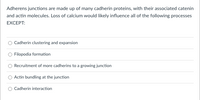 Adherens junctions are made up of many cadherin proteins, with their associated catenin
and actin molecules. Loss of calcium would likely influence all of the following processes
EXCEPT:
Cadherin clustering and expansion
Filopodia formation
Recruitment of more cadherins to a growing junction
Actin bundling at the junction
Cadherin interaction
