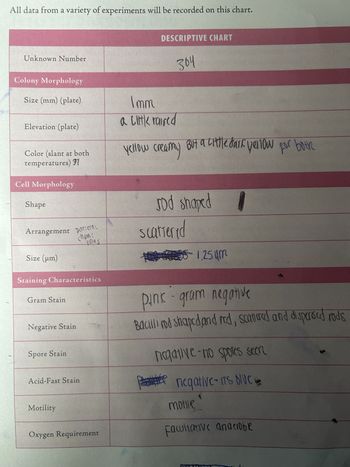 All data from a variety of experiments will be recorded on this chart.
Unknown Number
Colony Morphology
Size (mm) (plate)
Elevation (plate)
Color (slant at both
temperatures) 37
Cell Morphology
Shape
DESCRIPTIVE CHART
Imm
a Clik raised
yellow creamy
304
But a little dark yellow for both
Jod shaped
scattered
Arrangement patterns
Size (μm)
chains
pawns
Staining Characteristics
Gram Stain
Negative Stain
Spore Stain
Acid-Fast Stain
Motility
**455 1,25 μm
Pink - gram negative
Bacilli rod shaped and red, scattered and dispersed rods
riegative-no spores seen
negative- its blue
motile
Oxygen Requirement
Facultative anaerobe