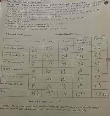 Part 1: Individual Muscle Fatigue Data
Each person needs to perform trials 1-5 for part 1. Measure the effect of muscle fatigue.
(as fast as you can) at a constant rate, making sure the ball is as squished as possible with each repetition.
1.Place the tennis ball in your writing hand. When the timekeeper says "Go!" begin to squeeze the ball rapidly
2. Perform a 5 second trial run and fill in your hypothesis for the average for the 3 trials.
3. Count the number of squeezes made every 10 seconds. The timekeeper will give some signal every 10
seconds so that the recorder can begin the squeeze count over.
(example- First 10 seconds- 15 squeezes; Second 10 seconds- 13 squeezes, etc.)
4. Continue for 60 seconds.
5. Rest for 1 minute and repeat the procedure for two more trials.
6. Trial 4- perform with your non-dominant hand.
7. Trial 5- perform with your dominant hand after a 2 minute ice bath.
5 Second Trial Run
Time
1st 10 Second Interval
2nd 10 Second Interval
3rd 10 Second Interval
Total
4th 10 Second Interval
5th 10 Second Interval
6th 10 Second Interval
Trial1
25
25
11-
리
19
17
19
126
Trial 2
36
30
34
38
26
19
183
60 Second Hypothesis
Trial 3
31
29
30
19
15
10
134
Trial 4 (non
dominant hand)
30
30
20
19
18
17
134
Trial 5 (ice)
23
23
23
21
19
19
128
141
Dominant 1-3 Trial Average
1. What are the components needed for cellular respiration to occur? What are the products of cellular
respiration? (Think back to biochemistry- where does the ATP/energy we get come from?)