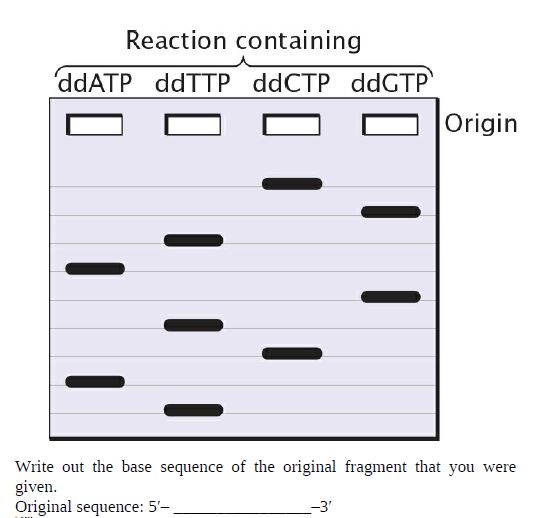 Reaction containing
'ddATP ddTTP ddCTP ddGTP
Origin
Write out the base sequence of the original fragment that you were
given.
Original sequence: 5-
-3'
