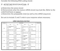 Consider the following DNA coding strand:
5' - ATGTACGGCGAATAA-3'
a) Determine the sense strand.
b) Demonstrate what the mature MRNA strand may look like. (Refer to the
underlined bases as exons.)
c) Determine the polypeptide chain (as well as the MRNA sequence).
Be sure to include 3' and 5' ends in your response where necessary.
MRNA Codon/Amino Acid Chart
First Base
Second Base
Third Base
A
G
UCU¬
UAU1
FTyrosine (Tyr)
UACJ
UUU1
Phenylalanine
UGU,
FCysteine (Cys)
UGC-
UUC-
(Phe)
UC
Serine (Ser)
UCA
UGA - Stop
UUA1
FLeucine (Leu)
UUGJ
UAAT
A
UCG-
Stop
UAGJ
UGG - Tryptophan (Trp)
G
CAU1
Histidine (His)
CAC
CUUT
CCU1
CGUT
U
CUC
FLeucine (Leu)
CUA
CGC
Proline (Pro)
CCA
FArginine (Arg)
CGA
CAA1 Glutamine
A
CAG (Glu)
CGG-
CUG-
CCGJ
G
AGUT
FSerine (Ser)
AGC-
AUUT
ACU1
AAUT
U
| Asparagine
AACJ (Asn)
AUC FIsoleucine (lle) ACC
Threonine
(Thr)
A
AUA-
ACA
AAA1
AGA7
A
Start Methionine
(Met)
FLysine (Lys)
AAG-
FArginine (Arg)
AGG-
AUG
ACG-
G
GUUT
GCU
GAU,
GGUT
U
Aspartic Acid
GACJ (Asp)
GUC
GCC
GGC
G
Fvaline (Val)
FAlanine (Ala)
Glycine (Gly)
GUA
GCA
GAAJ Glutamic Acid GGA
A
GAGJ (Glu)
GGG-
GUG-
GCG-
G
