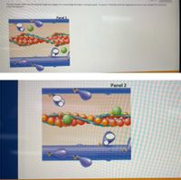 The two panels below are showing the beginning stages of a cross-bridge formation. Compare panel 1 to panel 2 Describe what has happened and how it has changed the positioning
of the thin filament.
Panel 1
Panel 2
