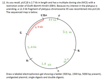 12. As you recall, pUC18 is 2.7 kb in length and has a multiple cloning site (MCS) with a
restriction order of EcoRI-BamHI-HindIll (EBH). Because my interest in the platypus is
unending, a 12.3 kb fragment of platypus chromosome X5 was recombined into pUC18.
The sequenced map is below.
H
E
2.6kb
B
EBH
2.7 kb
0.8 kb
2.8 kb
3.2 kb
2.9
kb
B
H
Draw a labeled electrophoresis gel showing a ladder (500 bp, 1500 bp, 5000 bp present),
undigested plasmid, single digests and double digests.