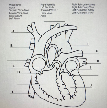 Word bank:
Aorta
Superior Vena Cava
Inferior Vena Cava
Right Atrium
Left Atrium
A
B
C
E
D
Right Ventricle
Left Ventricle
Tricuspid Valve
Mitral Valve
Apex
끄
Right Pulmonary Artery
Right Pulmonary Vein
Left Pulmonary Artery
Left Pulmonary Veins
F
I
J
G
H