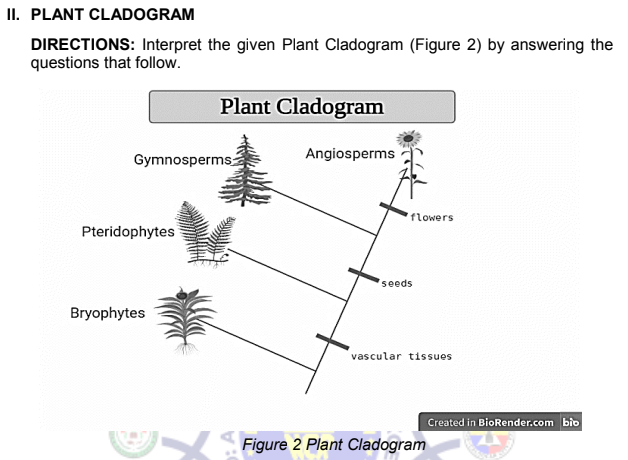 angiosperm cladogram
