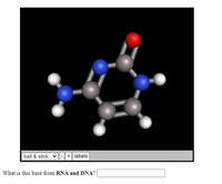 ball & stick
+ labels
What is this base from RNA and DNA?
