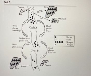 Part 2:
Pancreas
Blood
glucose
is too high.
Blood
glucose rises.
Liver
Baseline blood
glucose level.
Release
Storage
Cycle A
Cycle B
Used
Liver
F
Blood
glucose
drops.
Blood
glucose
is too low.
Pancreas
Other cells
Glucose
Insulin
Glycogen
Glucagon