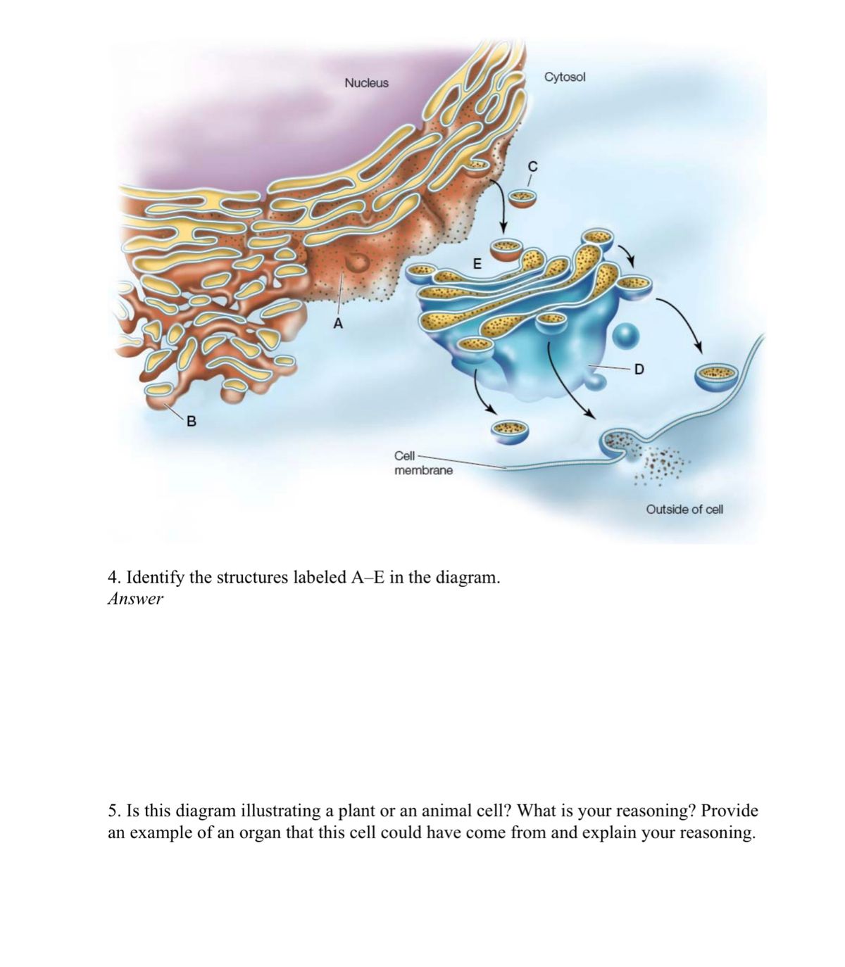 cell membrane diagram labeled