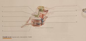 1.
2.
3.
4
5.
6.
FIGURE 12.22 Spinal cord, cross section, model.
Denoyer GeppertTM Science Company
7.
8.
9.
10.