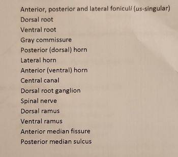 Anterior, posterior and lateral foniculi (us-singular)
Dorsal root
Ventral root
Gray commissure
Posterior (dorsal) horn
Lateral horn
Anterior (ventral) horn
Central canal
Dorsal root ganglion
Spinal nerve
Dorsal ramus
Ventral ramus
Anterior median fissure
Posterior median sulcus