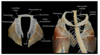 Suprascapular
Acetabular
cartilage
surface
Puboischiadic bar
Scapular
cartilage
Proptergium
Propterygium
- Iliac process
Radial
Metapterygium
pterygiophores
Mesopterygium-
Coracoid bar
Metapterygium
Ceratotrichia
Spine
