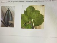 Observe carefully the given leaf specimen. Find our their margin types, venation and shape?
