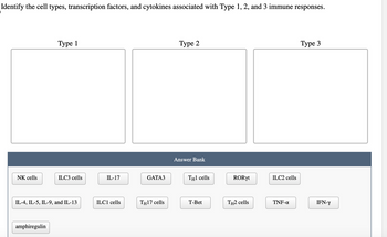 Identify the cell types, transcription factors, and cytokines associated with Type 1, 2, and 3 immune responses.
Type 1
Type 2
Answer Bank
NK cells
ILC3 cells
IL-17
GATA3
TH1 cells
RORYt
ILC2 cells
Type 3
IL-4, IL-5, IL-9, and IL-13
ILC1 cells
TH17 cells
T-Bet
TH2 cells
TNF-α
IFN-Y
amphiregulin