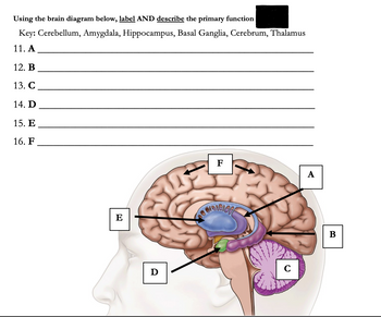 human brain diagram hippo campus