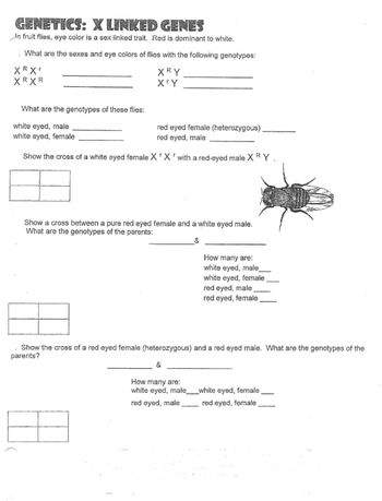 Answered: GENETICS: X LINKED GENES In fruit…