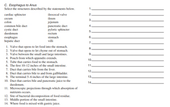 C. Esophagus to Anus
Select the structures described by the statements below.
cardiac sphincter
cecum
colon
common bile duct
cystic duct
duodenum
esophagus
hepatic duct
ileocecal valve
ileum
jejunum
pancreatic duct
pyloric sphincter
rectum
stomach
villi
1. Valve that opens to let food into the stomach.
2. Valve that opens to let chyme out of stomach.
3. Valve between the small and large intestines.
4. Pouch from which appendix extends.
5. Tube that carries food to the stomach.
6. The first 10-12 inches of the small intestine.
7. Duct that carries bile from the liver.
8. Duct that carries bile to and from gallbladder.
9. The terminal 5-6 inches of the large intestine.
10. Duct that carries bile and pancreatic juice to the
duodenum.
11. Microscopic projections through which absorption of
nutrients occurs.
12. Site of bacterial decomposition of food residue.
13. Middle portion of the small intestine.
14. Where food is mixed with gastric juice.
1.
2.
3.
4.
5.
6.
7.
8.
9.
10,
11,
12.
13.
14,