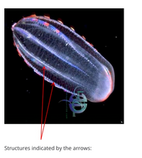 Answered: Structures indicated by the arrows: | bartleby