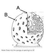 A
くイーアーン
Water flows into the sponge at opening A or B?
B
