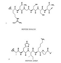 NH2
SH
NH,
H
H
H
H
H
он
NH
C.
H,N
NH
PEPTIDE RNGCSN
*NH,
H
H
H
d.
PEPTIDE AHIKP
